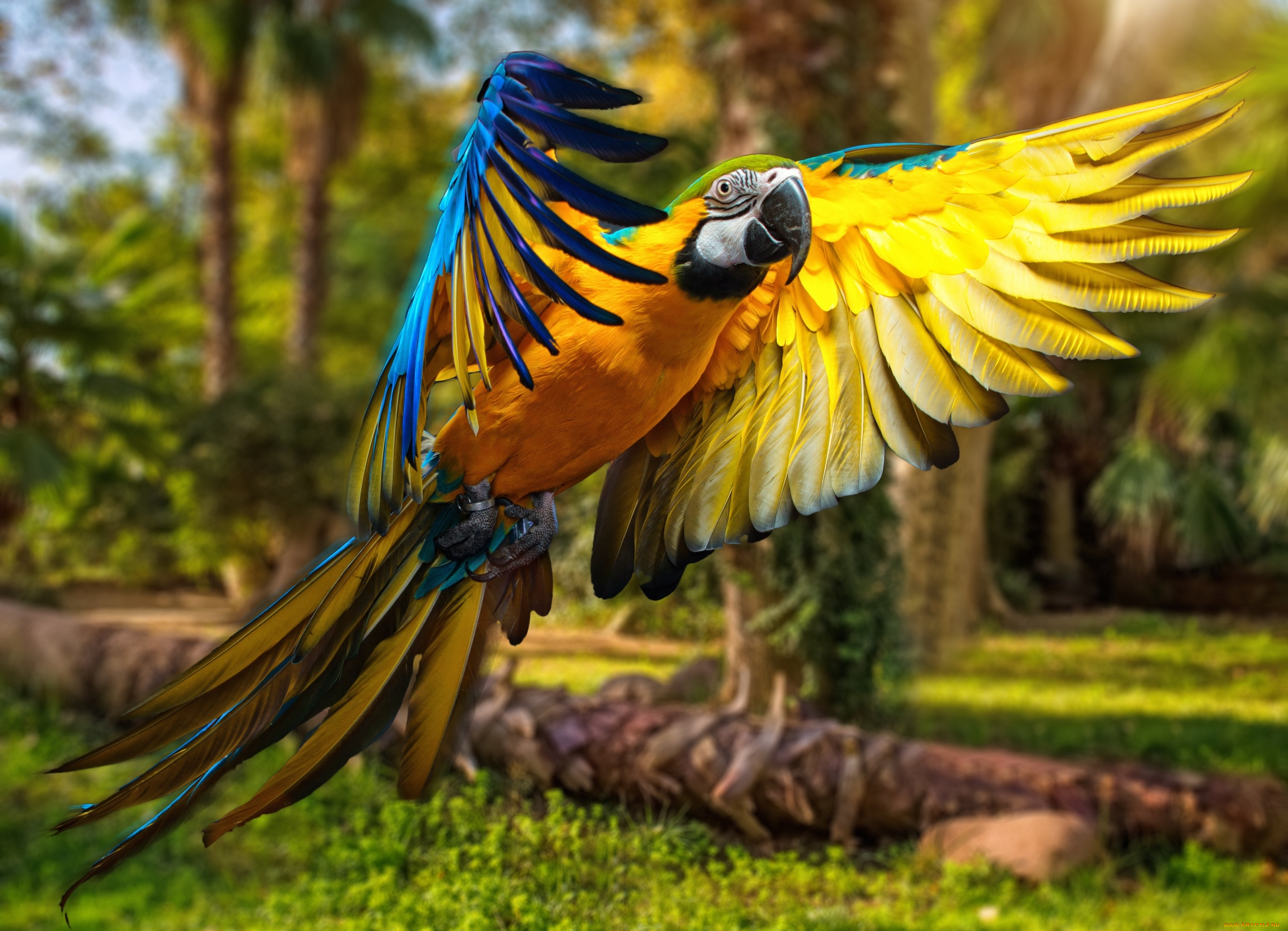 , , , parrots, 